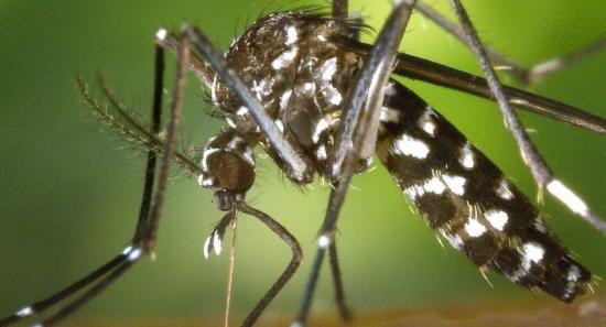 Special Dengue Eradication Drive Begins Today (13)